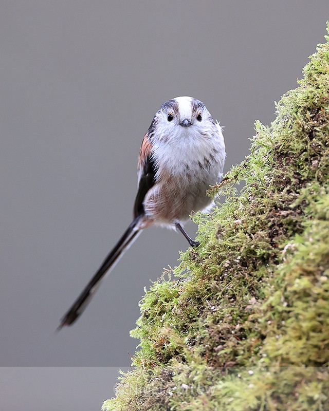 Long-tailed Tit front view, Otterbourne, Hampshire - Long-tailed Tit