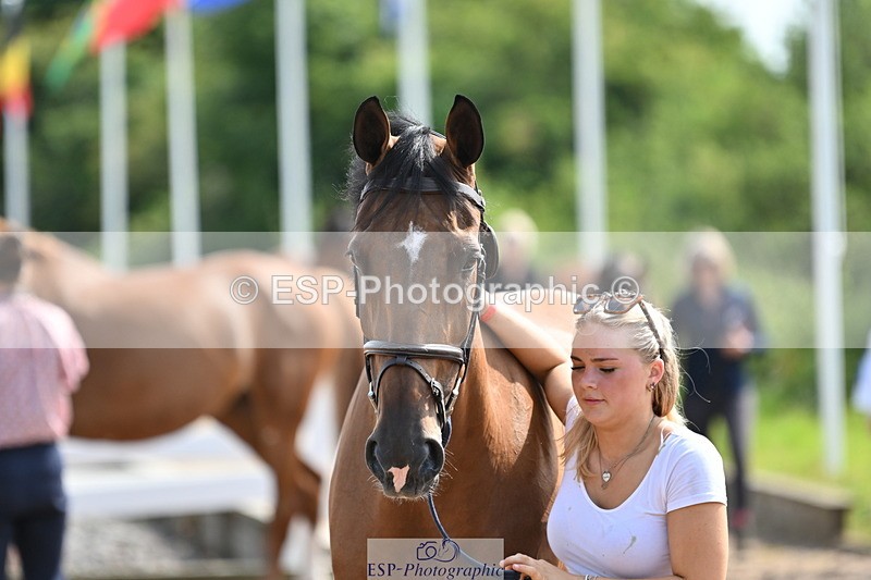 240717A-155510-03188 - Trot Up 3pm to 4pm