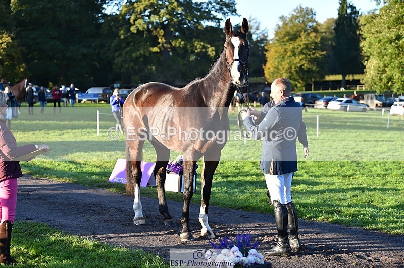 231022-084956-21387 - 644-HANDS.FREE-Alec.Miles-TrotUp+SJ