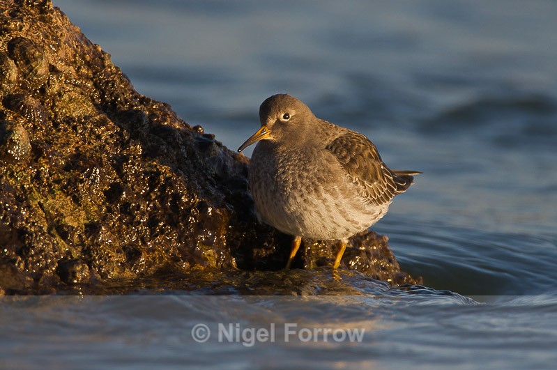 Purple Sandpiper at the water's edge - Purple Sandpiper