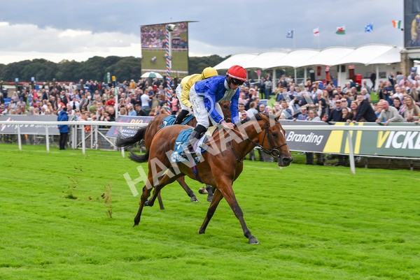 230923-Race 1-Invincible Molly-5874 - Race 1 2.00pm Jigsaw Sports Branding EBF Fillies' Novice Stakes