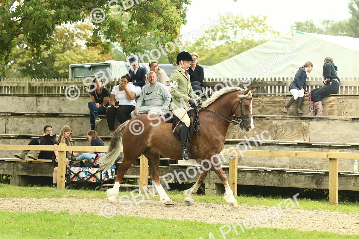 SBM_72104 - S60 - Mountain & Moorland Ridden Large Breeds