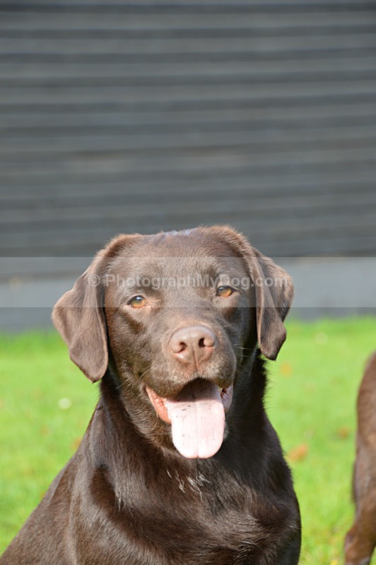  - Chocolate Labradors