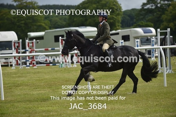 JAC_3684 - 75CM WORKING HUNTER