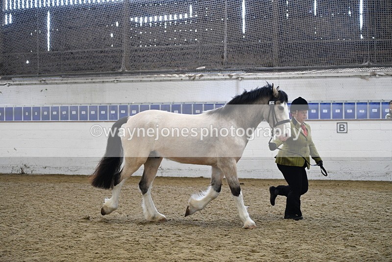 WJ5_4504 - Class 3 Part Bred In hand