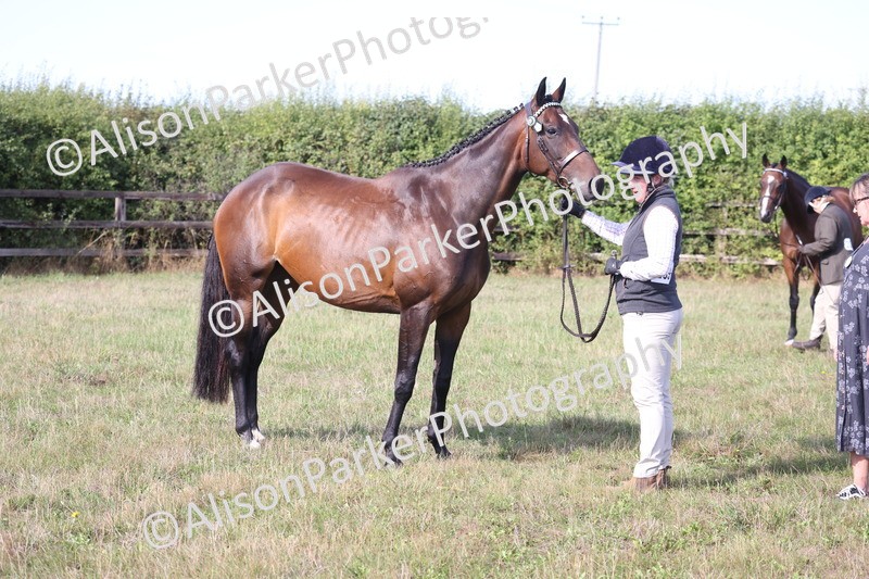 20260906-0676 - Class 22 - Ex Racehorse