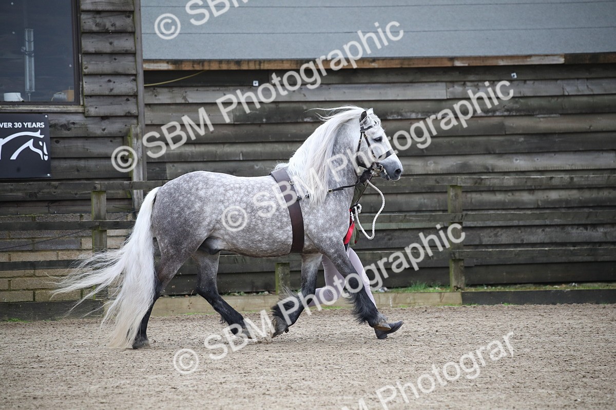 SBM_004057 - Class 1-4 - Young Stock classes Inc. In Hand Championship