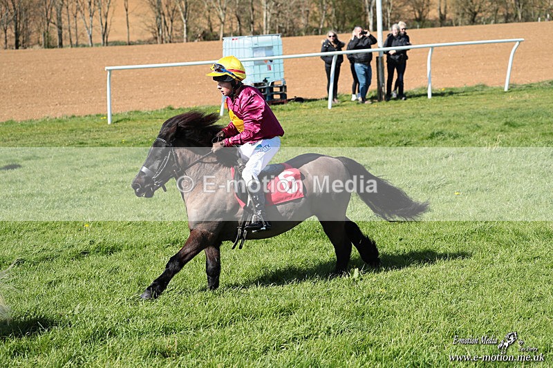 Shet 060426 185 - Shetland Pony Racing Paxford Races Easter Mon 06/04/26