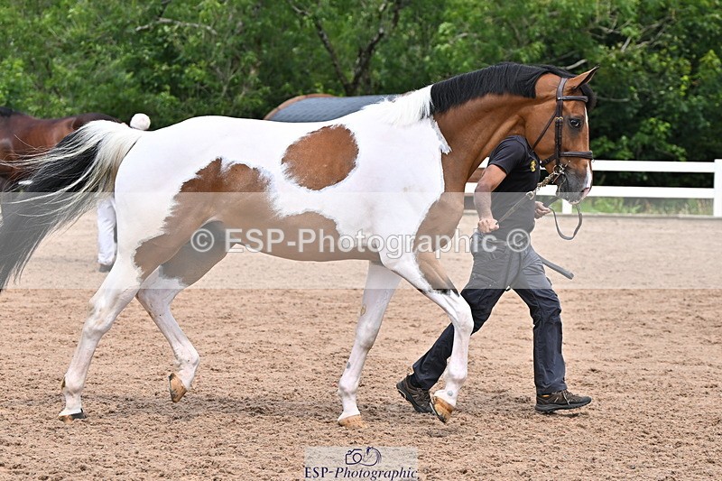 240718A-105308-01602 - Trot Up 1pm to 2pm