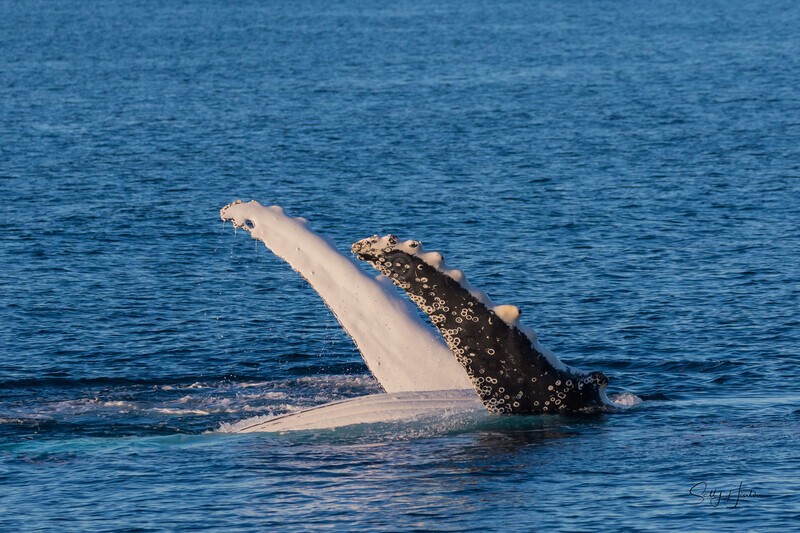 Double Pectal Wave 0A3A1521 - Humpback Whales