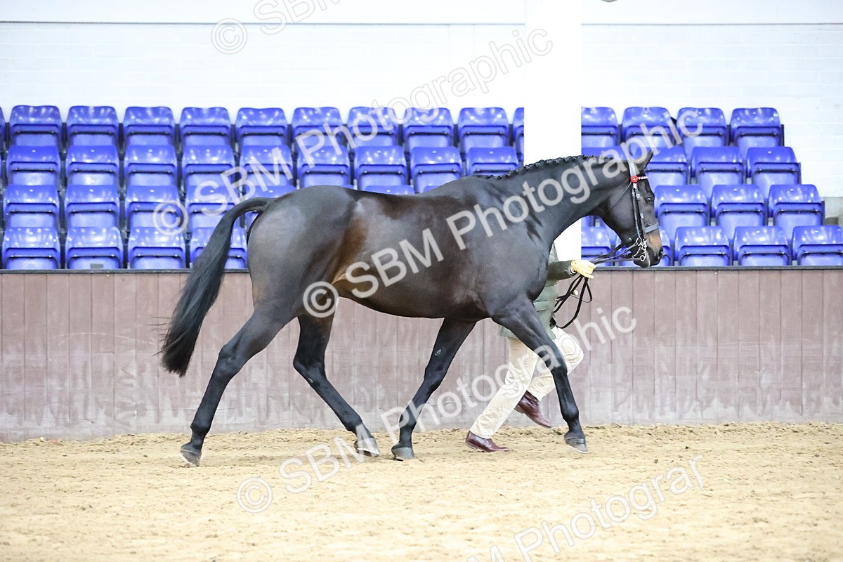 SBM_5740 - Class 3 - BSHA In Hand Show Hunter