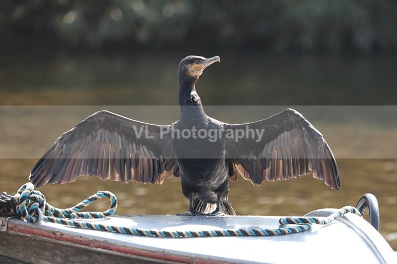 Cormorant 16 - Animals, Birds etc