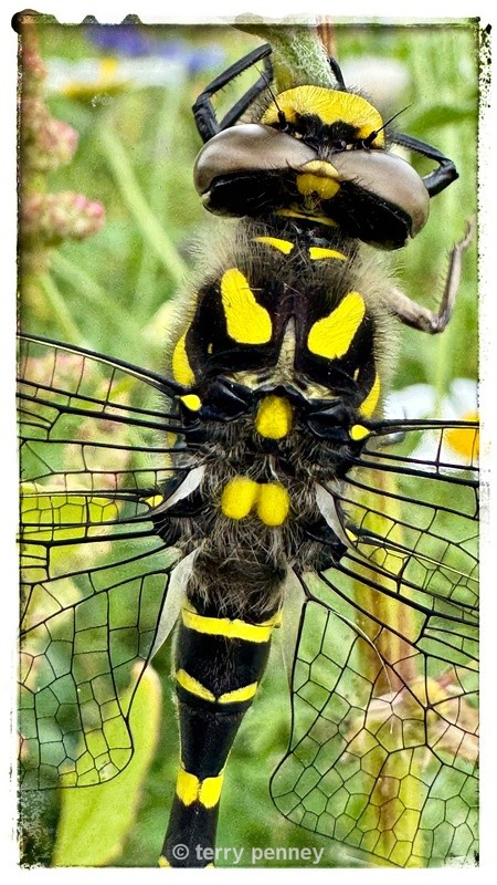 Dragonfly - Insects & Spiders