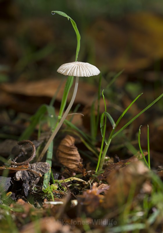 Fungi at Cholmondeley Castle, Cheshire - FUNGI (MUSHROOM) IMAGES