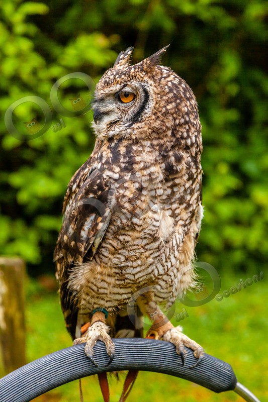 african spotted eagle owl Bubo africanus-7717 - Owls of the World