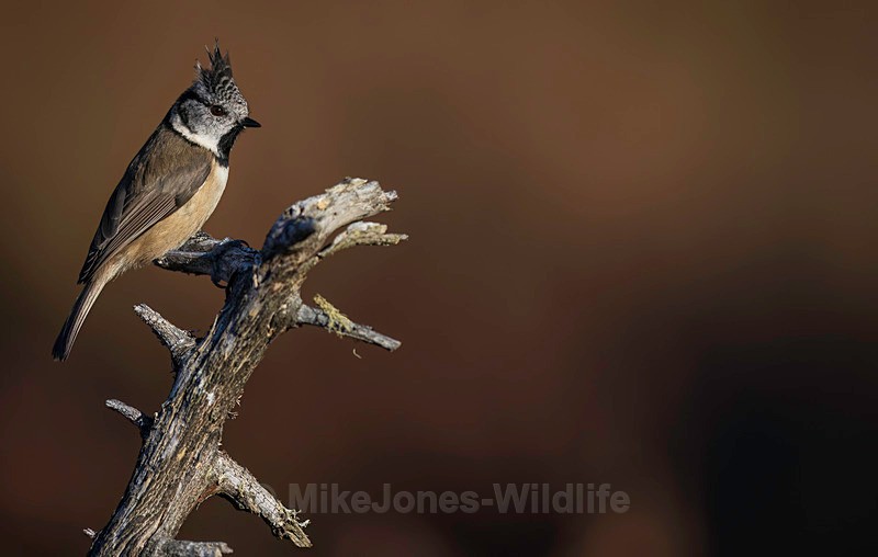 CRESTED TIT 20 - New