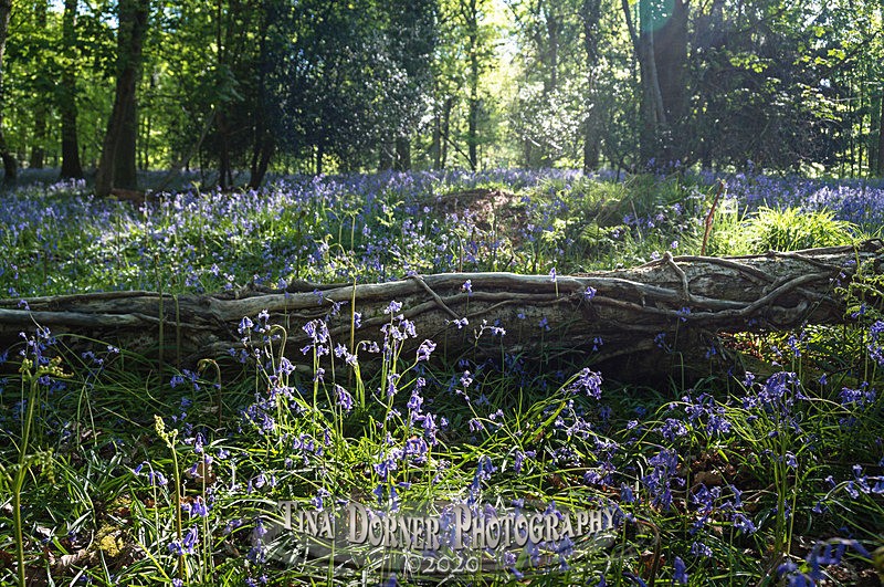 Morning Bluebell Log - Spring & Summer in The Forest of Dean & Wye Valley and BLUEBELLS!
