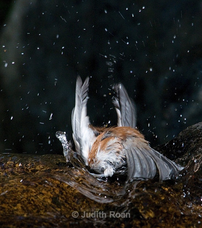 Chestnut-backed Chickadee - Backyard Bathing Birds