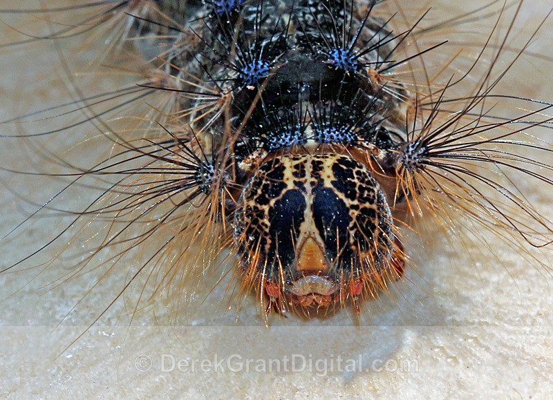 Lymantria dispar dispar - Butterflies & Moths of Atlantic Canada
