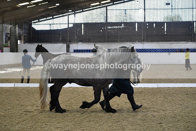 WJ5_4360 - Class 6 In hand M&M - Large Breeds