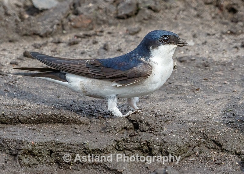Astland Photography, Bird and Wildlife Images, Susan and Peter Wilson, U.K.