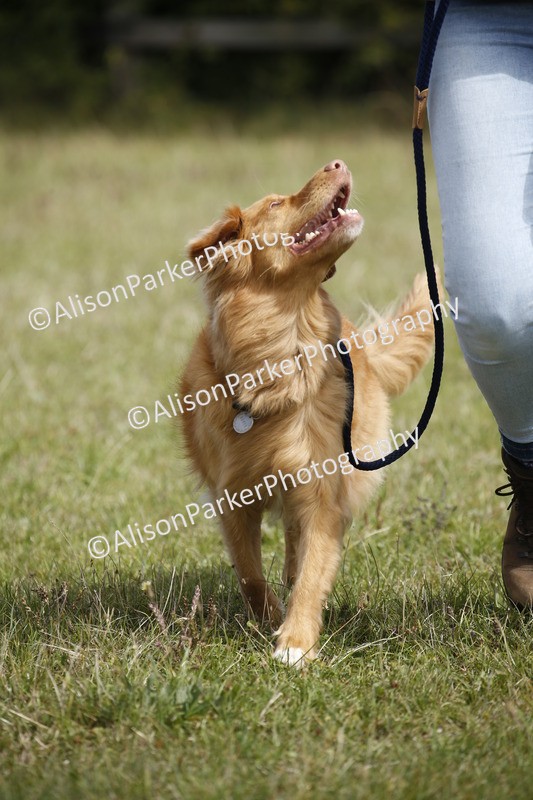 20250831-3768 - Dog Show