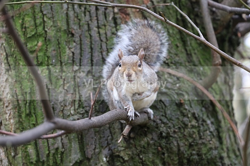 Squirrel - Animals and Birds
