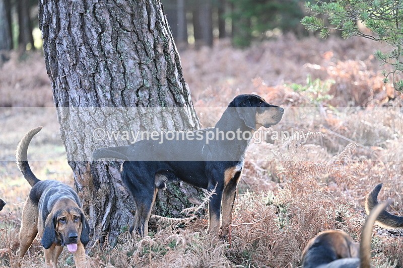 WJ7_7587 - Line 3 (no line 4 or 5)