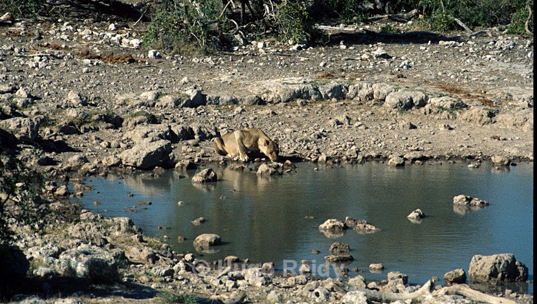  - Animals in the Wild