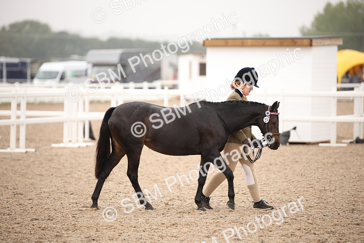 SBM_20104 - Class 702 - IH  Show Horse Pony