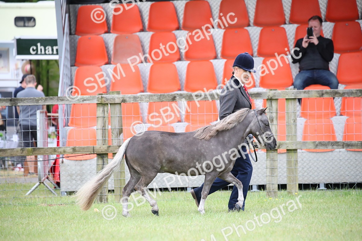 SBM_03870 - Class 23-25 - British Miniature Horse of the Year
