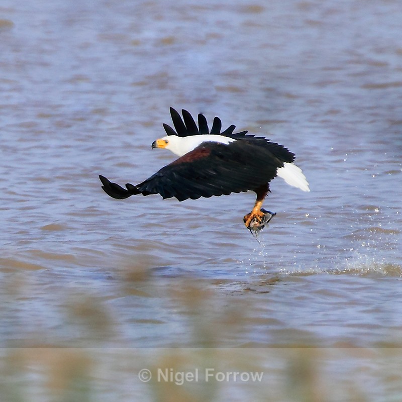 African Fish Eagle plucking a fish from the lake - African Fish Eagle