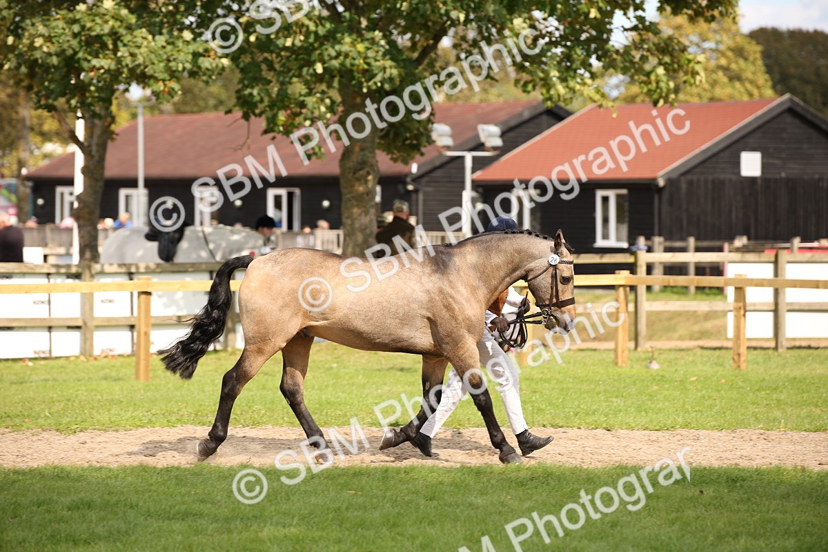 SBM_46317 - S25 - Mature Veteran In Hand