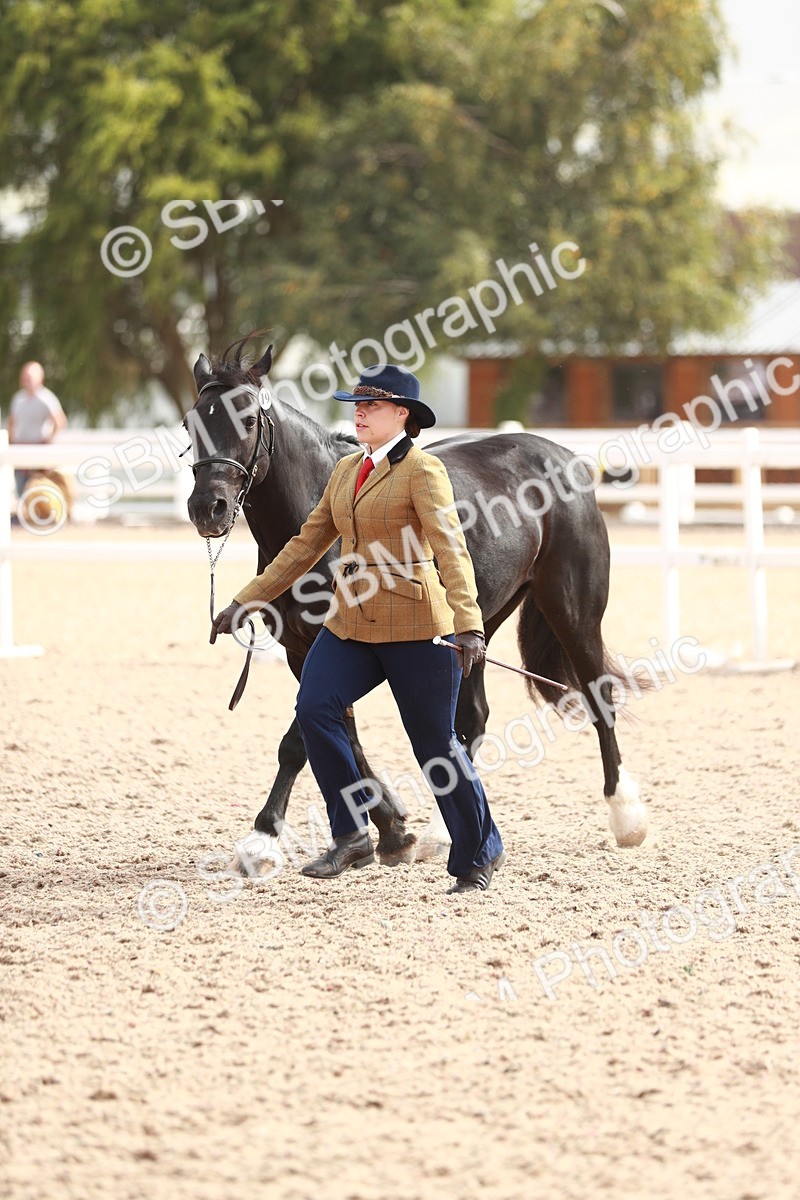 SBM_11904 - Class 206 IH Non Show Type Pony