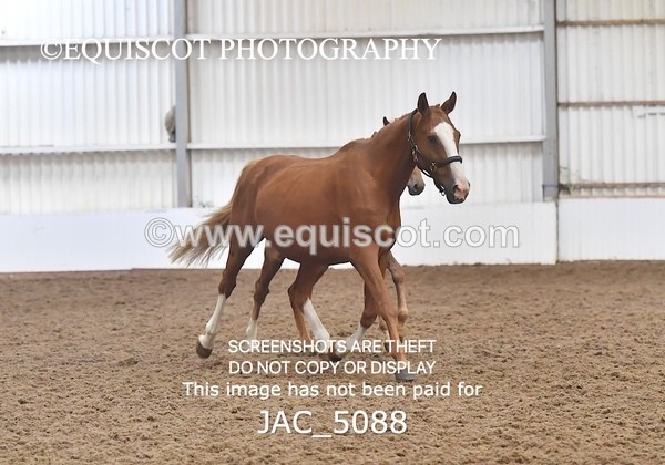 JAC_5088 - 9 Zinzipan