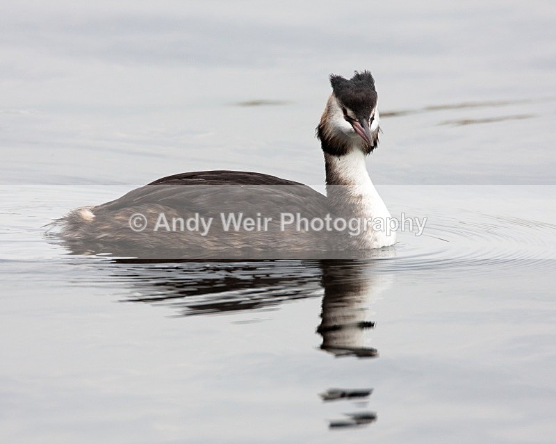 20080921-033 - Gt Crested Grebe