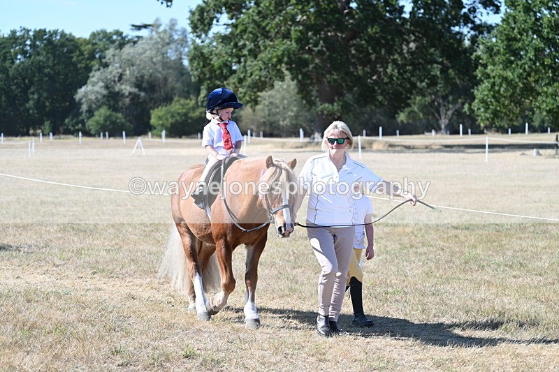 WJ7_1739 - Class 42 Most Handsome Gelding