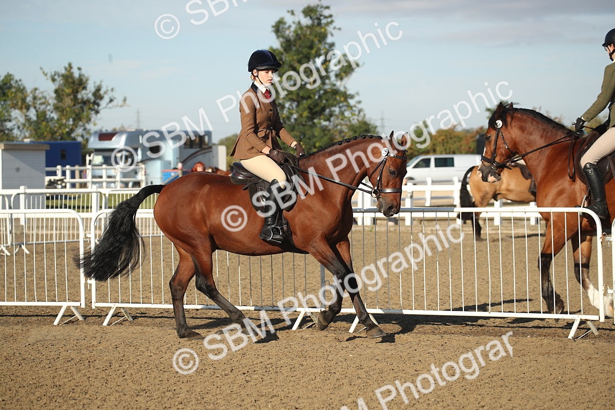 SBM_11509 - Class 502 - Riding Club Horse