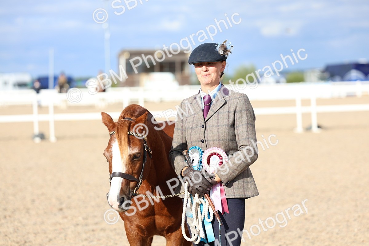 SBM_18795 - Class 317 - IH Pure Bred Horse-Pony