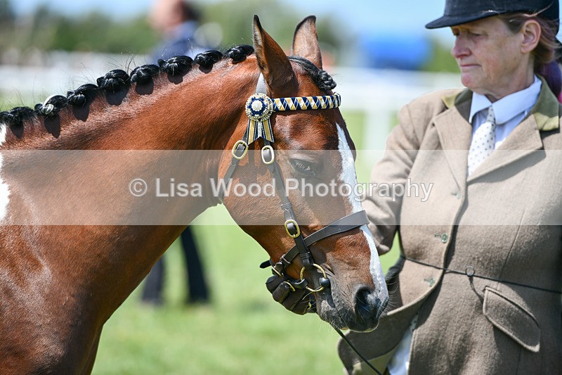 DSC_7397 - Class 62: Coloured Pony Youngstock
