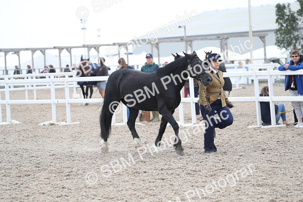 SBM_17961 - Class 317 IH Pure bred Horse/Pony