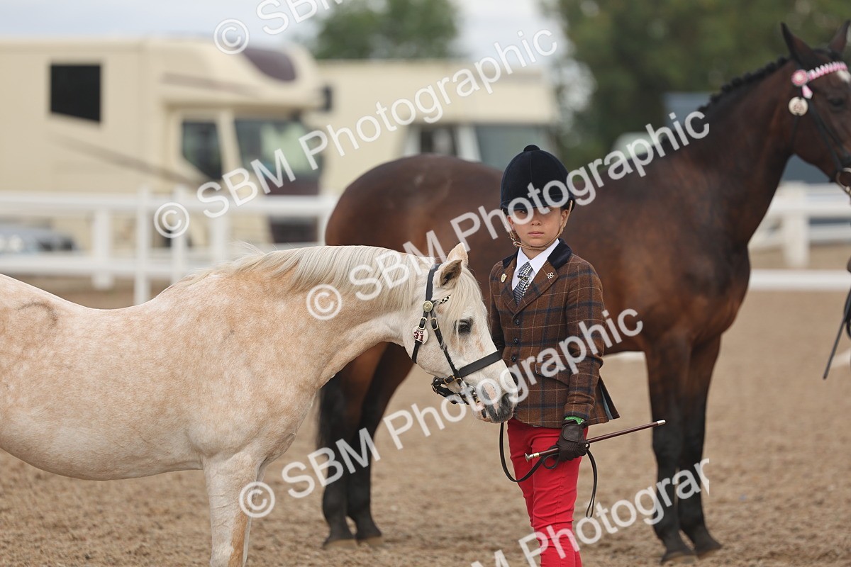 SBM_04365 - Class 17 - Prettiest Mare (IH or Ridden)