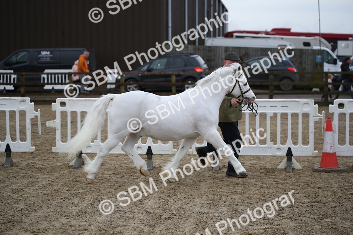 SBM_003920 - Class 1-4 - Young Stock classes Inc. In Hand Championship
