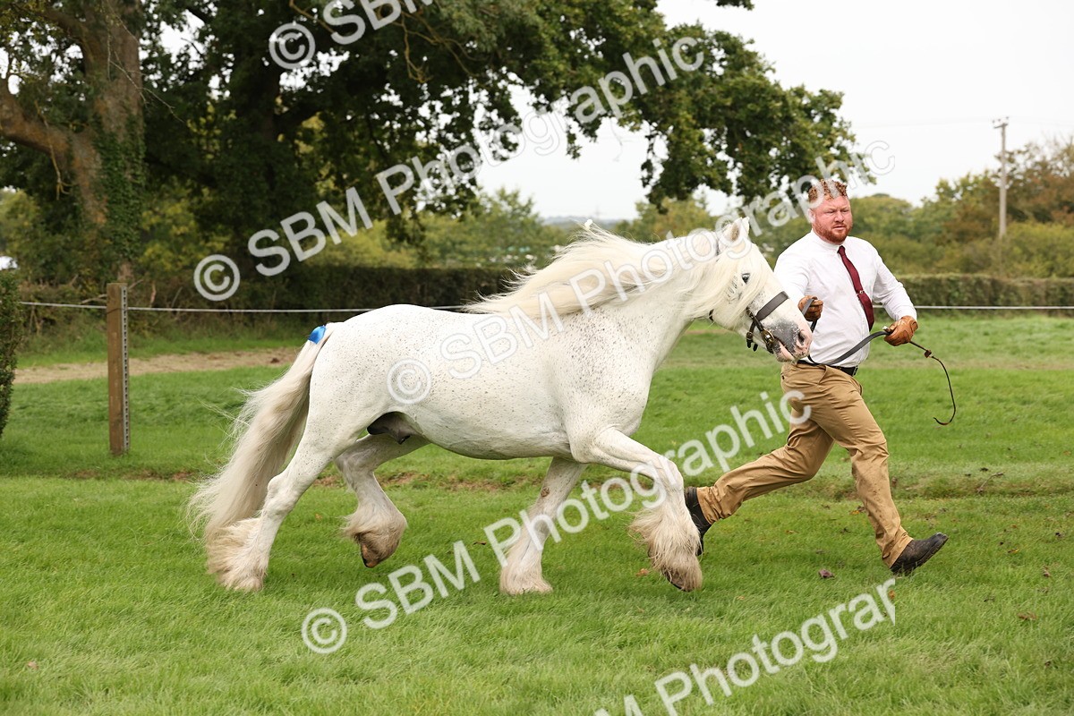 SBM_59302 - S57 - Traditional Cob In Hand