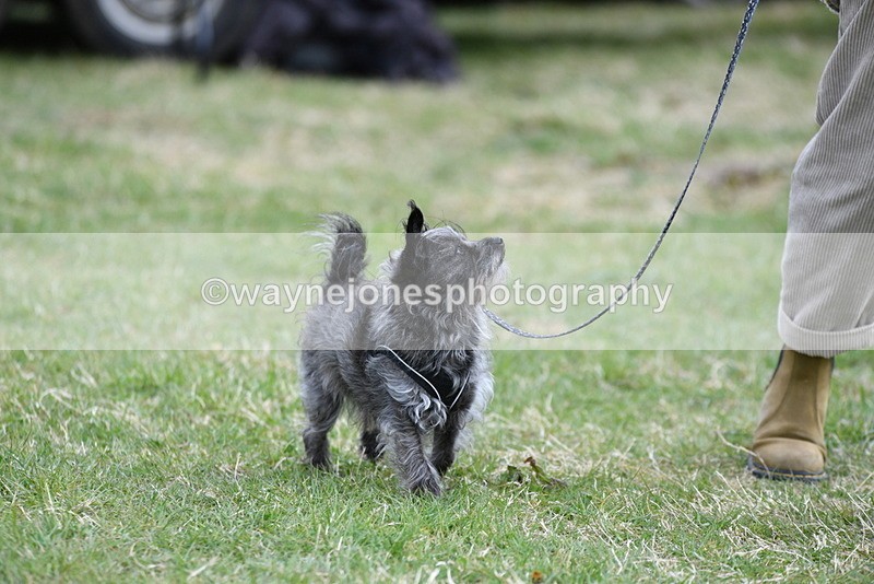 WJ5_9098 - Class 1 Best Cross Breed / Heniz 57