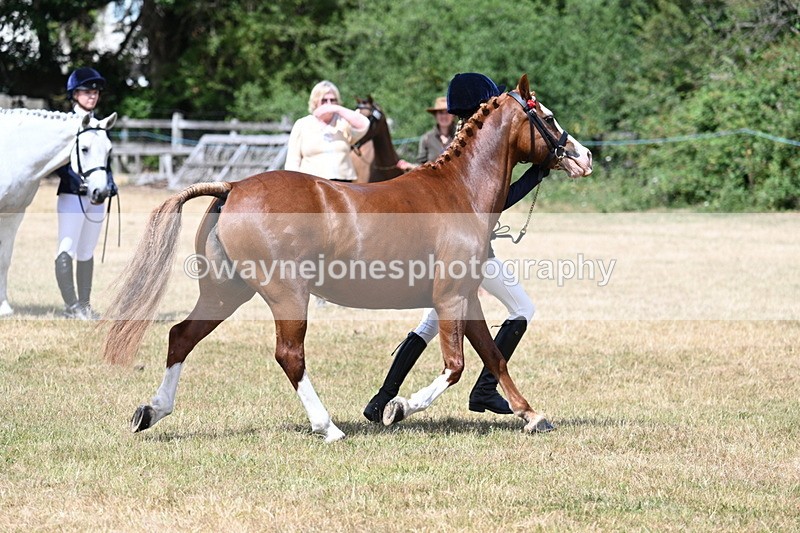 WJ7_1569 - Class 4 Prettiest Mare up to 14.2hh in hand