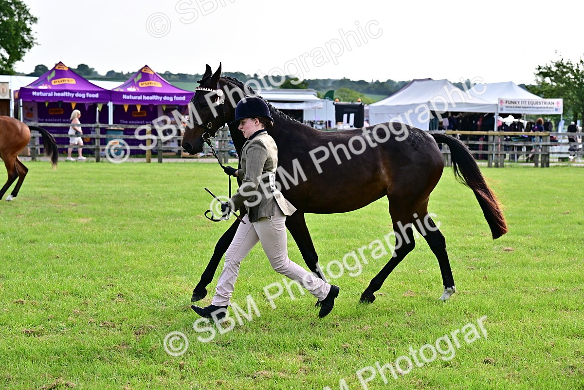 SBM_00085 - Class 46-49 - Arab and Part Bed-Anglo Arab In Hand