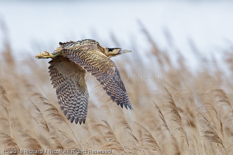 Bittern (Botaurus stellaris) - Bittern (Botaurus stellaris)