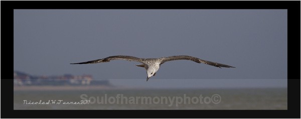 Juvenile Heron Gull - Wildlife Wildlife