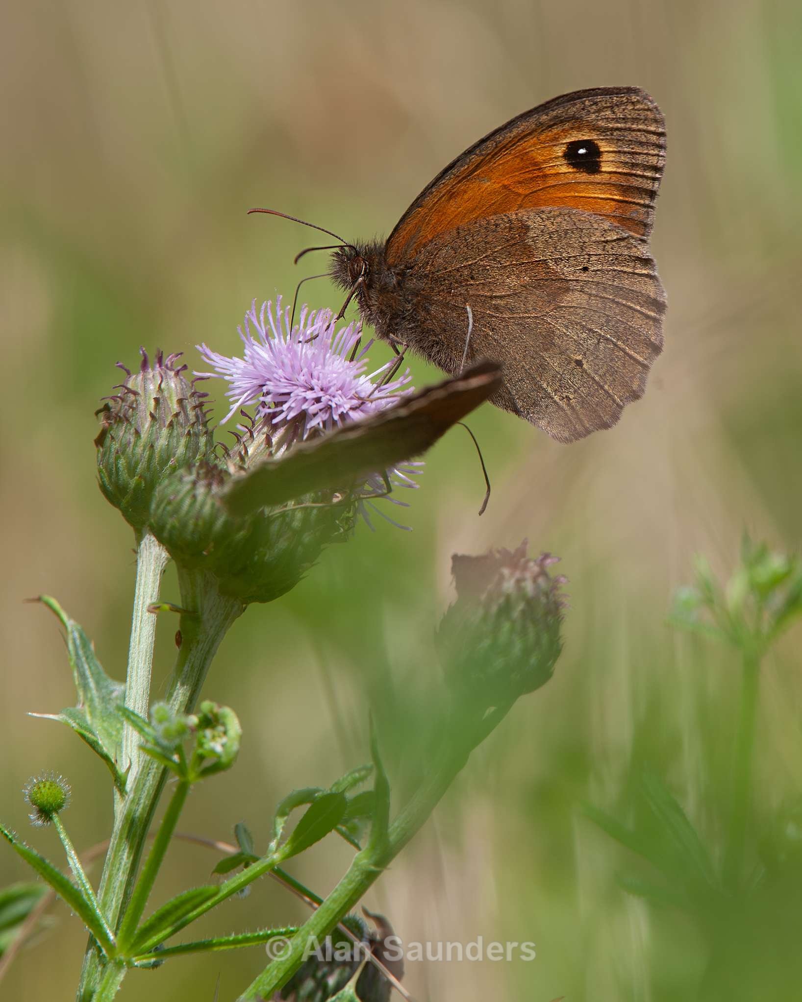 Meadow Brown 1